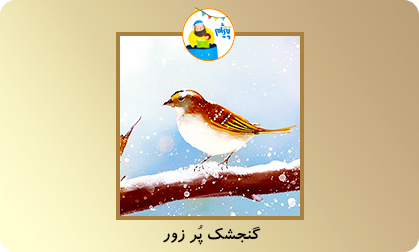 گنجشک پُر زور