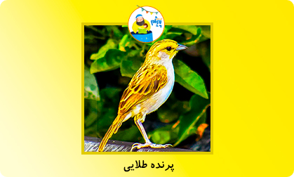 پرنده طلایی