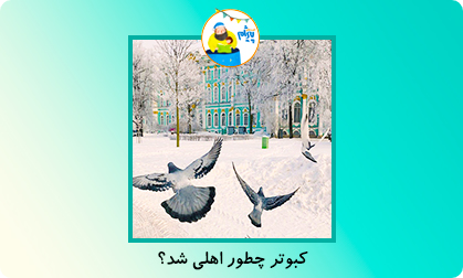کبوتر چطور اهلی شد؟