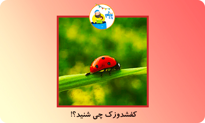 کفشدوزک چی شنید؟!