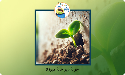 جوانۀ زیر خانۀ هیوژلا