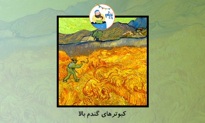 کبوترهای گندمِ بالا